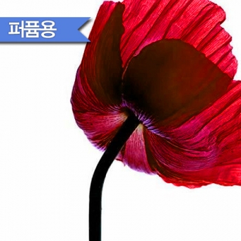 [퍼퓸용]겐조 플라워 F.O(KENZO'st Flower)